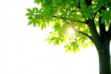 Tree on white background with sunlight filtering through, leafy greens, light, illumination