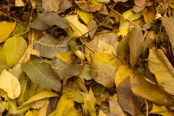 Autumn fallen leaves background. Full frame
