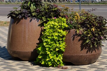 Two large granite vases with ornamental garden plants in them in city street