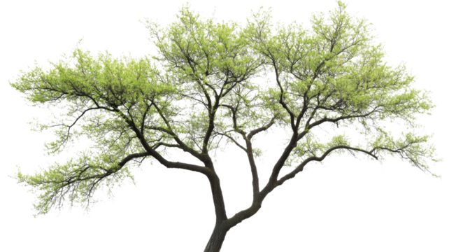 Honey locust tree with transparent background showing lush green foliage