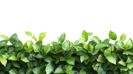 Green leaves creating natural border on transparent background