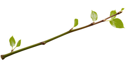 Young twig growing new spring leaves on transparent background