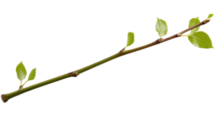 Young twig growing new spring leaves on transparent background