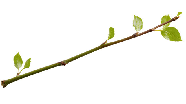 Young twig growing new spring leaves on transparent background