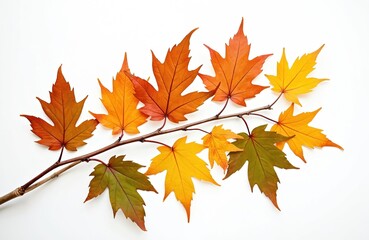 Fototapeta premium Autumn twig with colorful yellow, green, orange, red leaves isolated on white background. Seasonal fall arrangement, dry foliage garland element detail for september, october holiday decoration clip