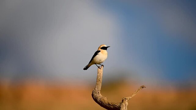 Western black-eared wheatear perched on a dry branch