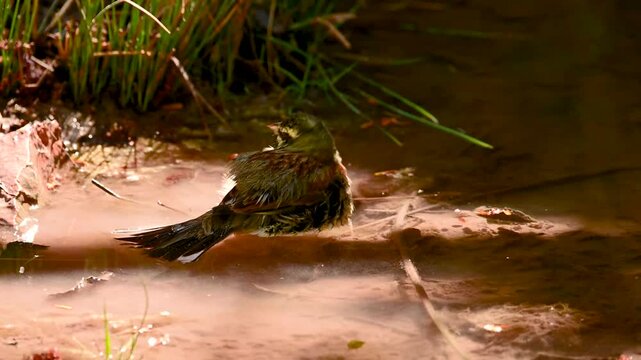 Circa Scribbler bathing in a shallow forest stream