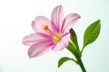 Fototapeta premium Delicate flower stem with leaves isolated on white, isolated, closeup
