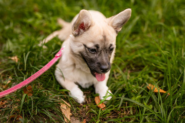 Mixed breed dog of a pug and toy terrier walking on a bright green clover lawn