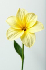 Delicate flower with soft petals in pale yellow color on white background, white, bloom, nature