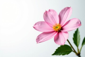 Delicate flower with soft petals on a crisp white background, blossom, isolated, floral arrangement