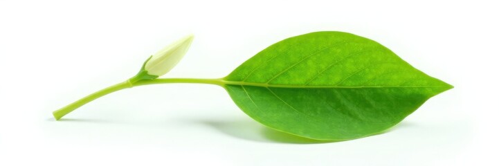 Obraz premium Delicate green leaf isolated on white background, flower, stem, organic