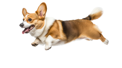 Welsh corgi pembroke running and jumping with transparent background