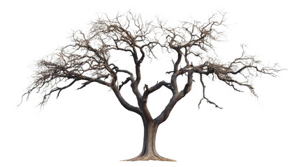 Leafless tree with transparent background standing tall and isolated