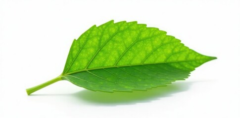 Fototapeta premium Delicate green leaf isolated on white background, single, simplicity, focus