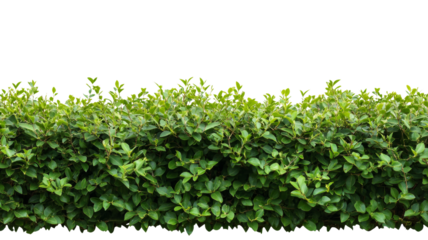Green leaves forming a continuous hedge on transparent background