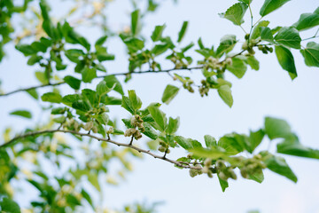 White mulberry on green tree branches against a blue sky