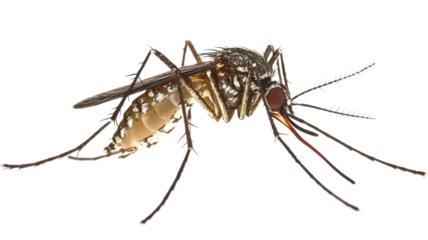 Mosquito isolated on transparent background showing proboscis and wings