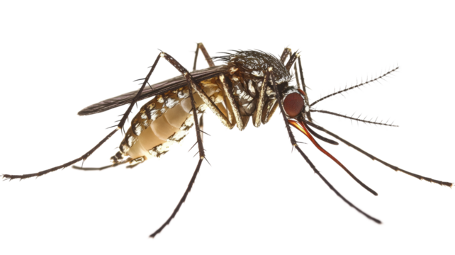 Mosquito isolated on transparent background showing proboscis and wings