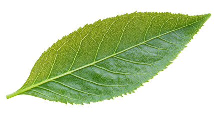 Obraz premium Vibrant green leaf showing detailed veins on transparent background