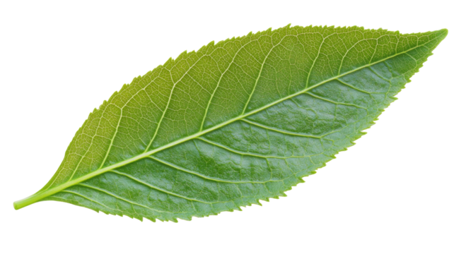 Vibrant green leaf showing detailed veins on transparent background