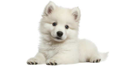 White puppy lying down on transparent background
