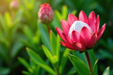 Obraz premium Bright pink protea flower blooms in a lush garden, bright pink, protea, flowers