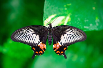 A macro photograph of a black and white butterfly with vibrant orange markings perched on a green leaf. The delicate details of its wings highlight the beauty of nature and wildlife.