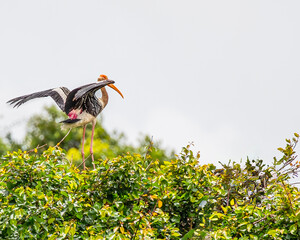 Painted Stork
