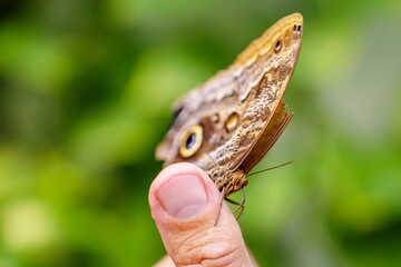 A stunning butterfly with vibrant colors and intricate patterns gently perched on a human finger, showcasing the delicate beauty of nature and the gentle connection between humans and wildlife.