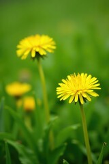 Yellow dandelion flowers in a field with soft grassy texture, nature, flowers, growth