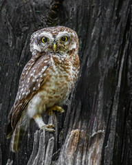 A Spotted Owl