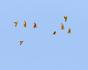 A chestnut Sandgrouse