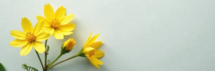 Fototapeta premium Yellow linaria flowers against a light gray background with subtle shadows, yellow petals, nature, delicate blooms