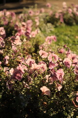 Blooming flowers in a flower bed in the evening sunlight vertical orientation