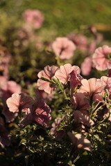 Several blooming pink flowers with petals in the evening sunlight close-up