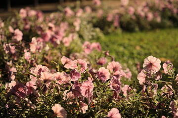 Beautiful evening landscape with lots of pink decorative flowers on the lawn