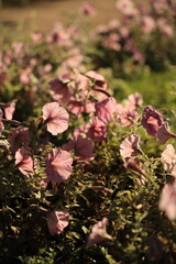 In the sunset warm light delicate pink flowers on the lawn with a beautiful bokeh