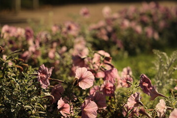 In the foreground, there are several pink flowers in focus in the evening light and a blurred background above them (for text or insertion) forming a beautiful bokeh.