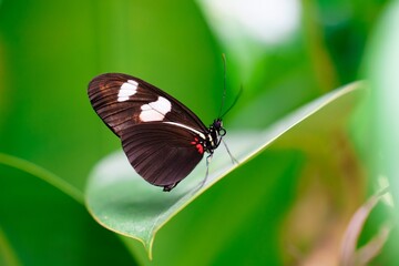 A graceful postman butterfly with black and white wings trimmed in red rests on a giant leaf. The postman butterfly is known for its black and white wings with red accents.