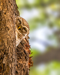 Fototapeta premium A Spotted Owl