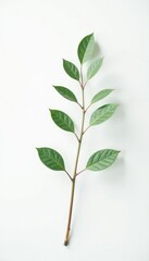 Fototapeta premium Single branch with delicate leaves isolated on white background, minimalist, serene