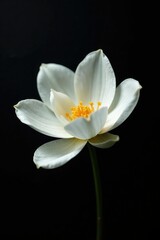 Delicate White petals unfolding on a dark canvas, blossom, black