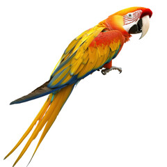 Obraz premium Colorful parrot perched gracefully on a branch against a natural background in a lush green environment isolated on a white background.