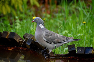 Wood pigeon