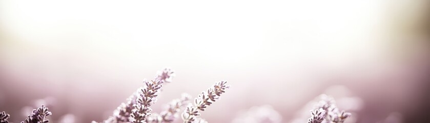 Soft Focus Lavender Flowers in a Pastel Field