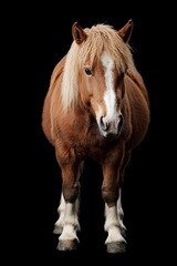 Obraz premium The brown akhalteke horse, distinguished by a white stripe on its face and white legs, is positioned on a dark background