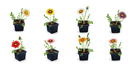 Gazania flowers (Treasure Flower or African Chamomile) in black plastic pots set isolated on white background. Flower seedlings collection for planting in the garden on a flower bed or for sale.