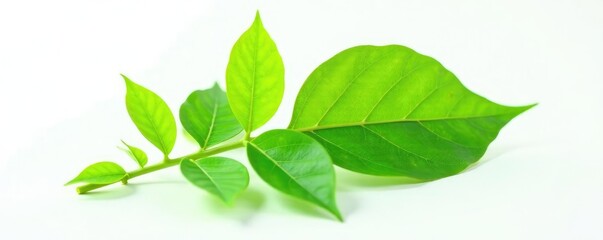 Delicate green leaf isolated on white background, abstract, flower, botanical