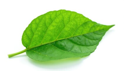 Obraz premium Delicate green leaf isolated on white background, floral, isolation, plant